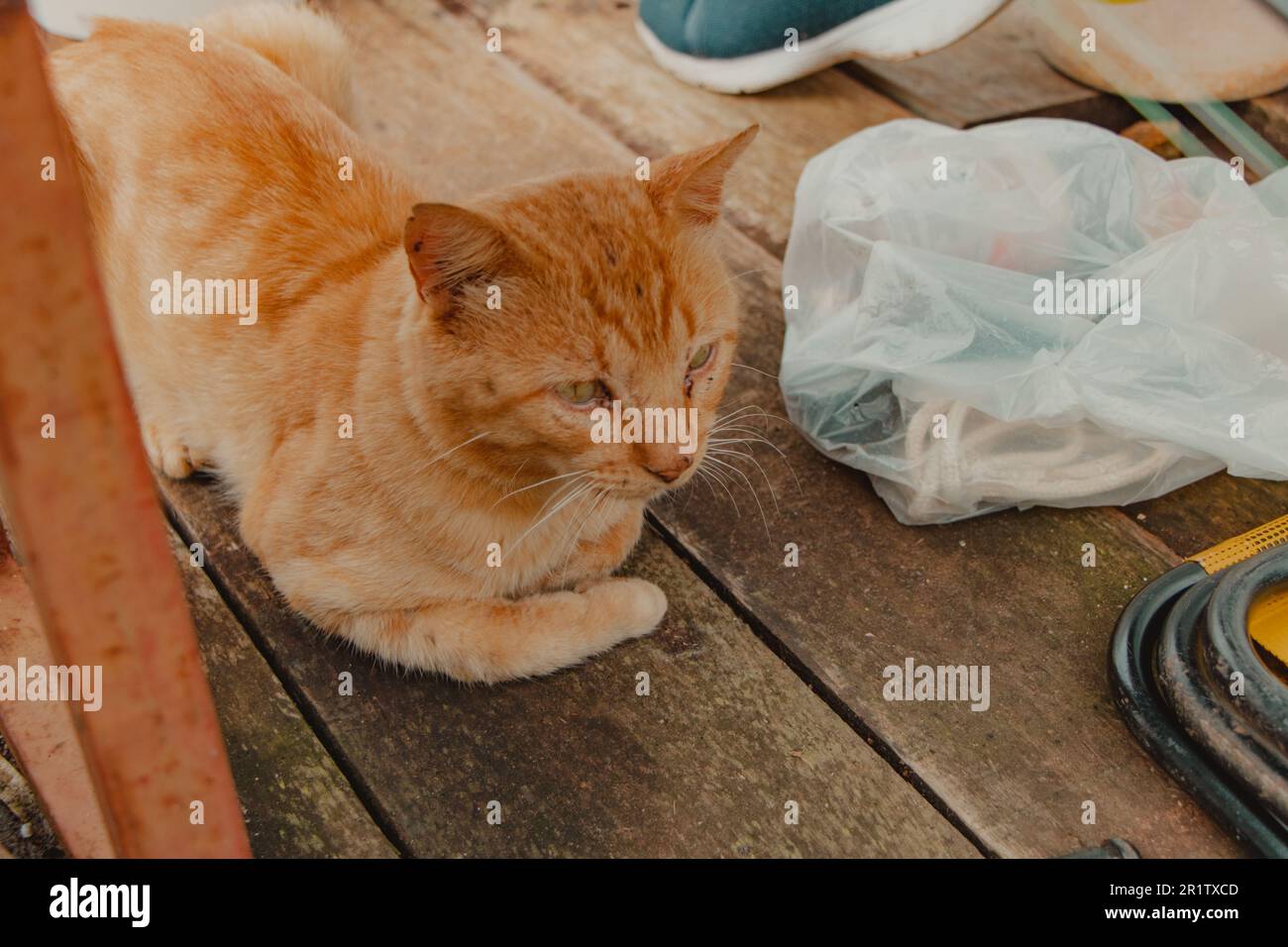 gato tendido debajo del banco Foto de stock