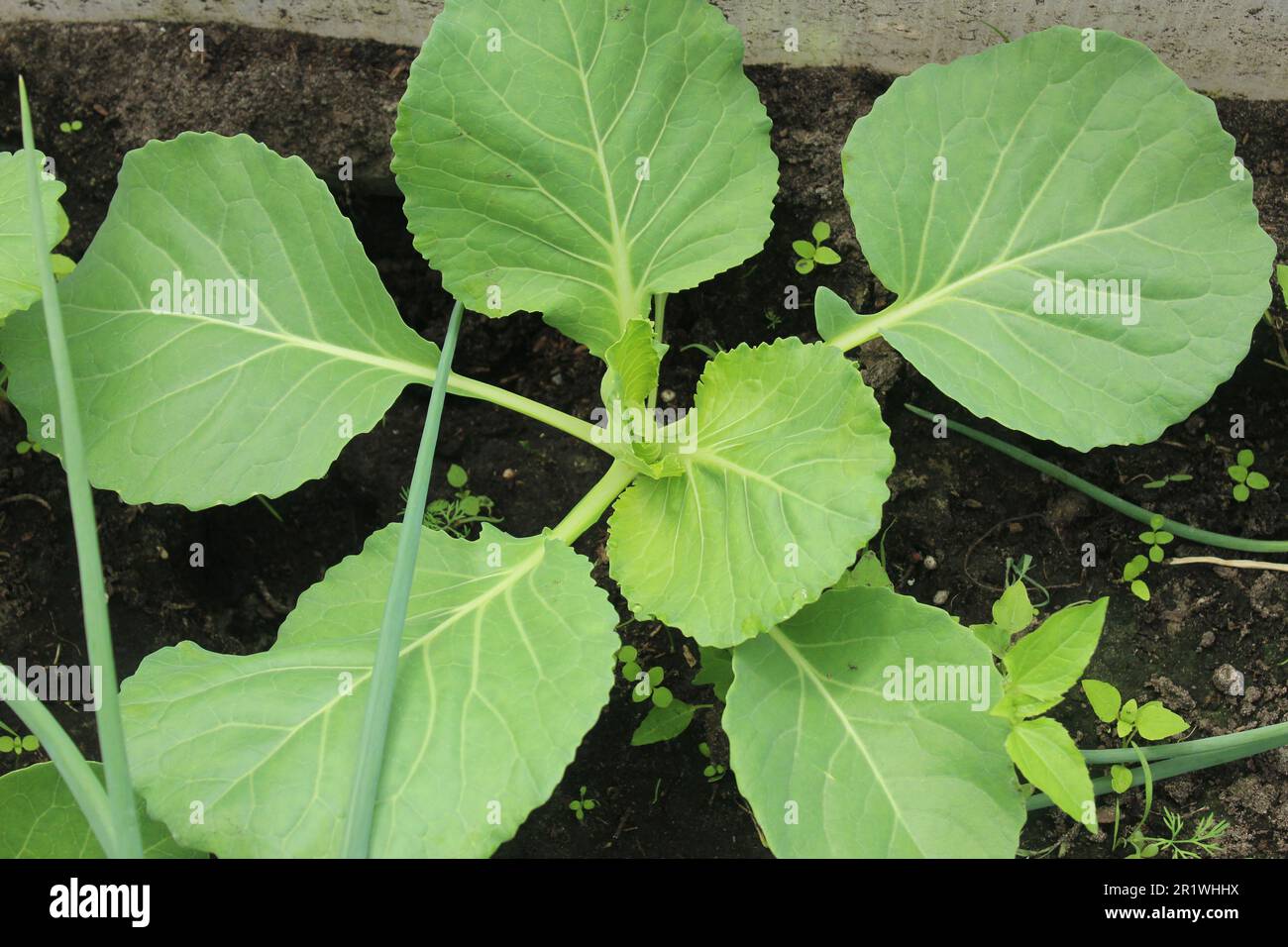 Plántulas de col. La col joven crece en el suelo. cultivo de verduras. Cómo cultivar plántulas de repollo. Foto de stock