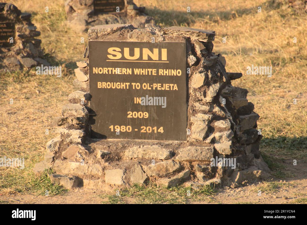 Tumba del rinoceronte blanco del norte de Suni. OL Pejeta Conservancy. Laikipia Plateau, Kenia, África, Cementerio de rinocerontes, lápidas de rinoceronte que marcan donde los animales Foto de stock