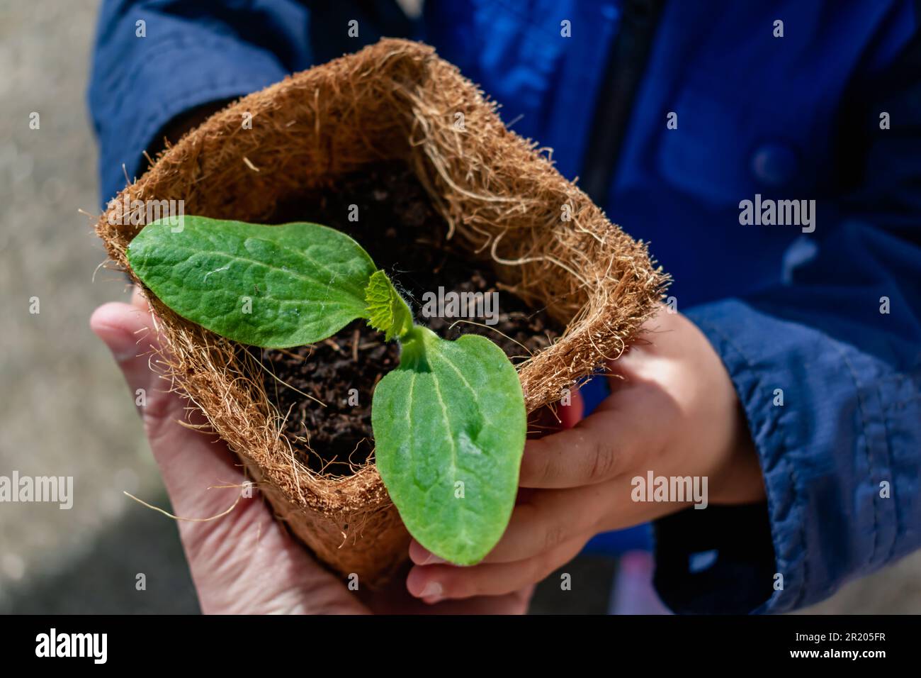 Manos del bebé sosteniendo un brote de calabacín en maceta bioagradable, desarrollo de habilidades motoras finas, actividad exterior Foto de stock