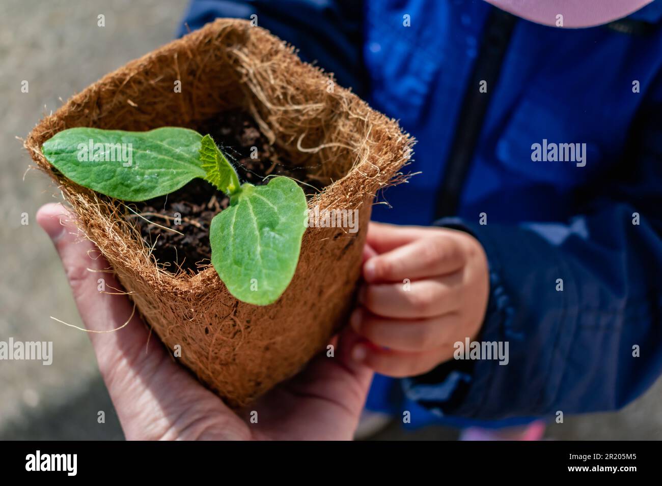 Manos del bebé sosteniendo un brote de calabacín en maceta bioagradable, desarrollo de habilidades motoras finas, actividad exterior Foto de stock