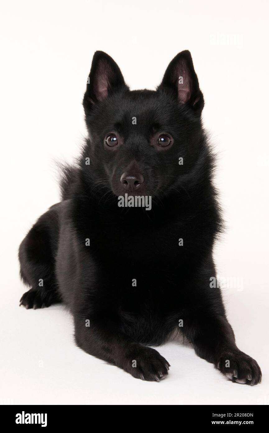 Pastor schipperke cheap