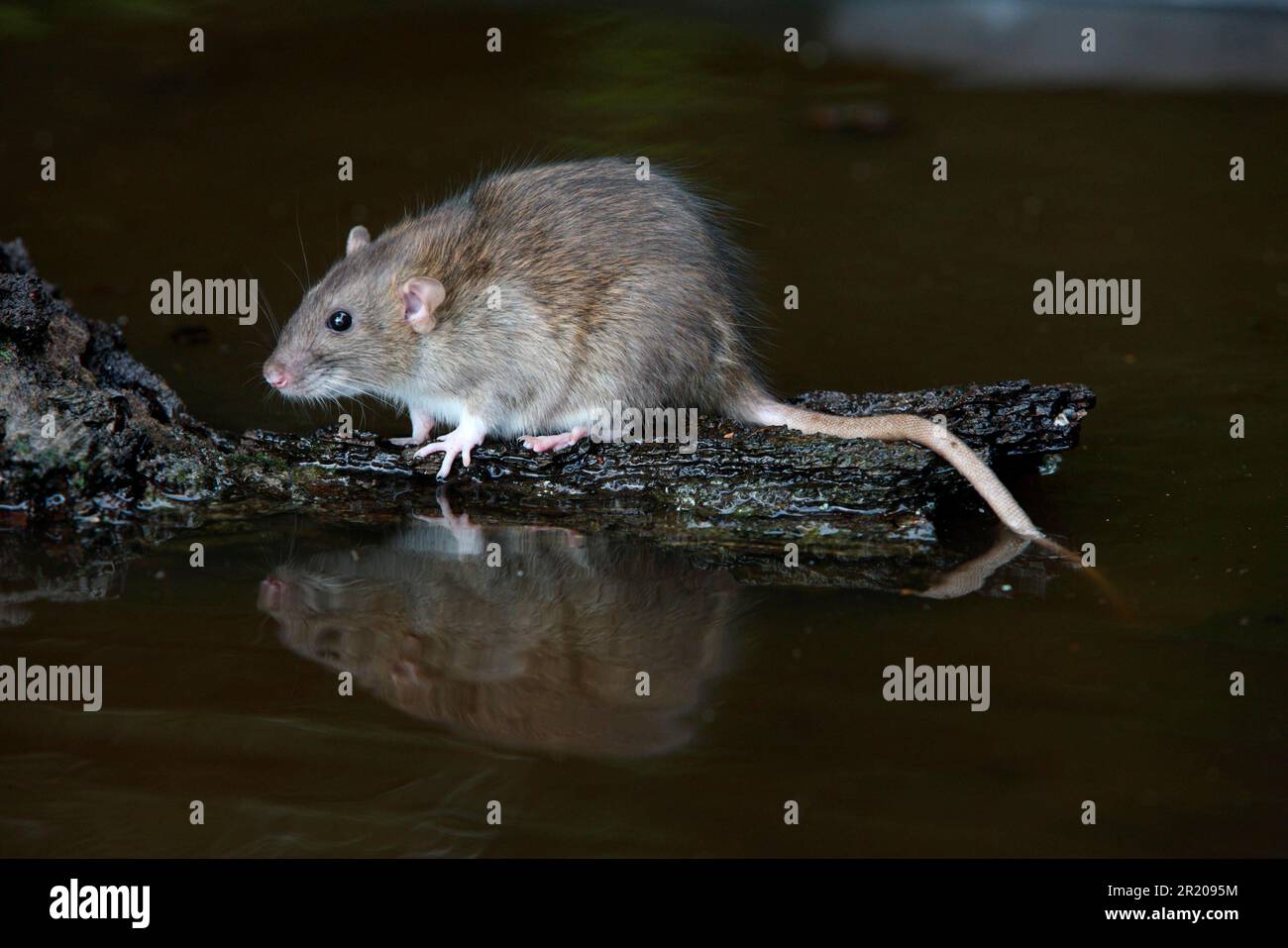 Rata marrón (Rattus norvegicus) adulto, de pie sobre un tronco en el agua, Inglaterra, agosto (en cautiverio) Foto de stock