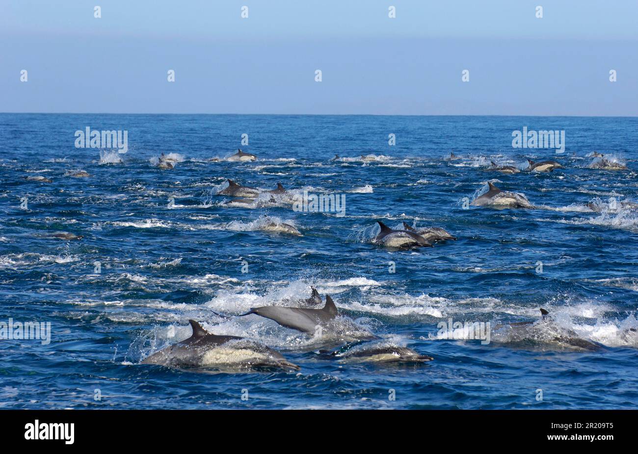 Delfín común de hocico largo, delfín común de hocico largo, delfín común de hocico largo, delfín común de hocico largo, delfín común de hocico largo Foto de stock