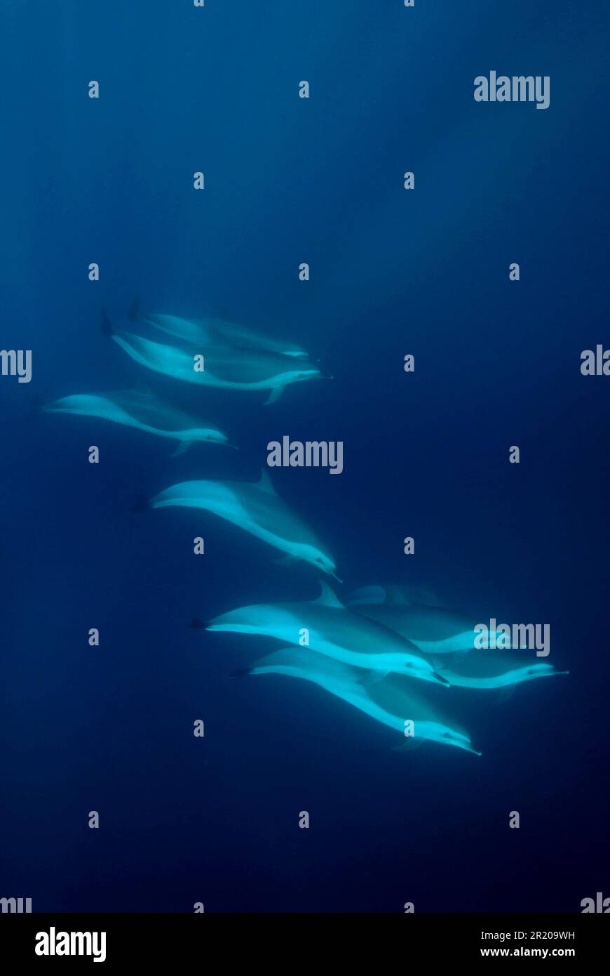 Delfín común de hocico largo, delfín común de hocico largo, delfín común de hocico largo, delfín común de hocico largo, delfín común de hocico largo Foto de stock