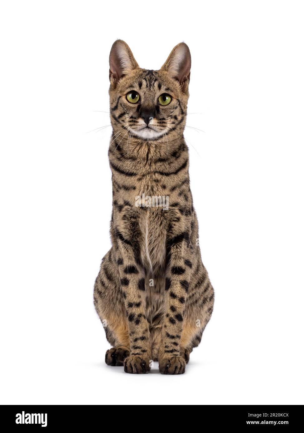Savannah F4 gato con un montón de serval parecido, sentado frente al frente  como elegante estatua. Mirando directamente a la cámara. Aislado en un  fondo blanco Fotografía de stock - Alamy