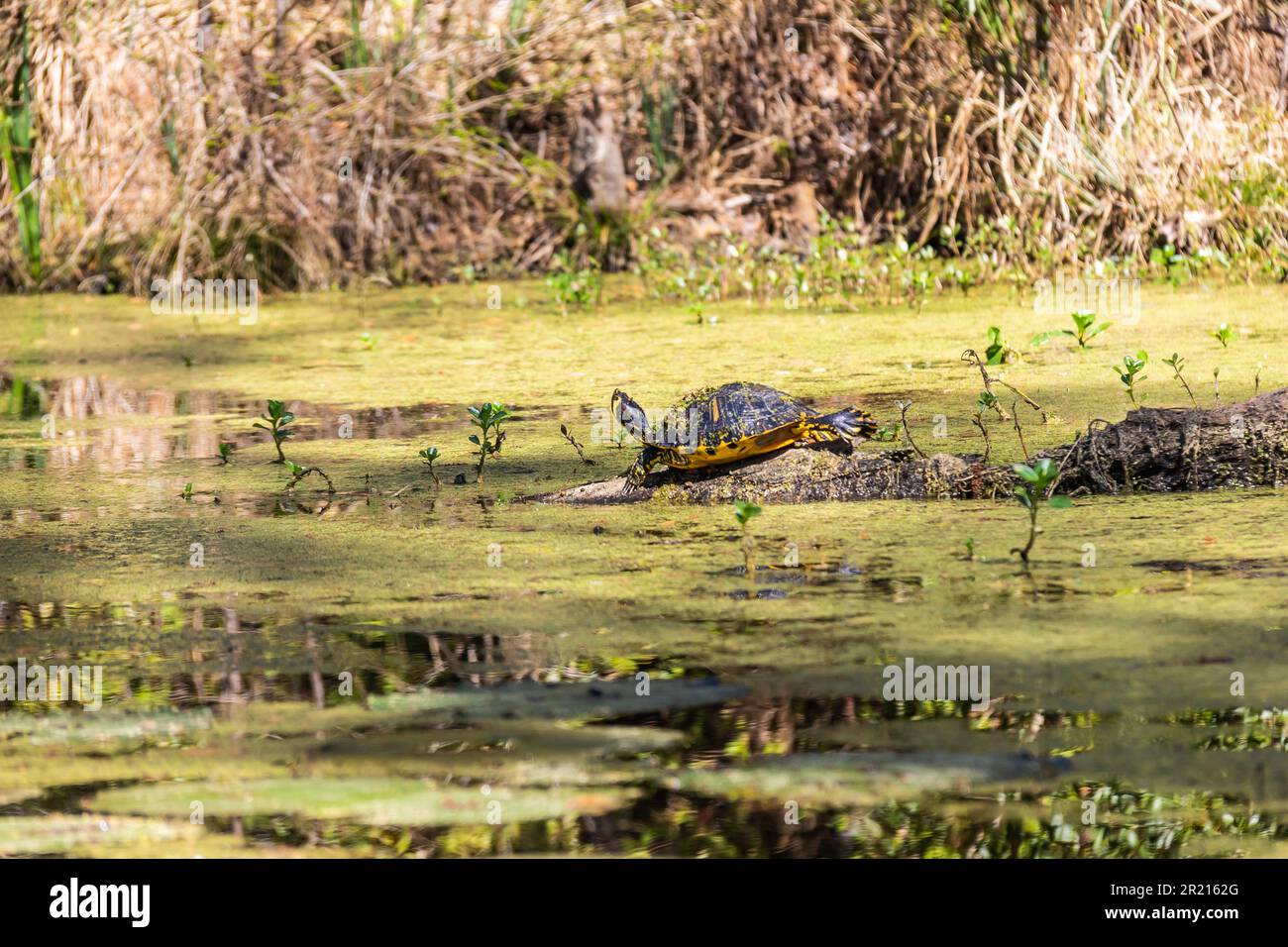 Una tortuga corredera del vientre amarillo tomando sol en un tronco en un pantano de Carolina del Sur con plantas que salen del agua a la luz del día. Foto de stock