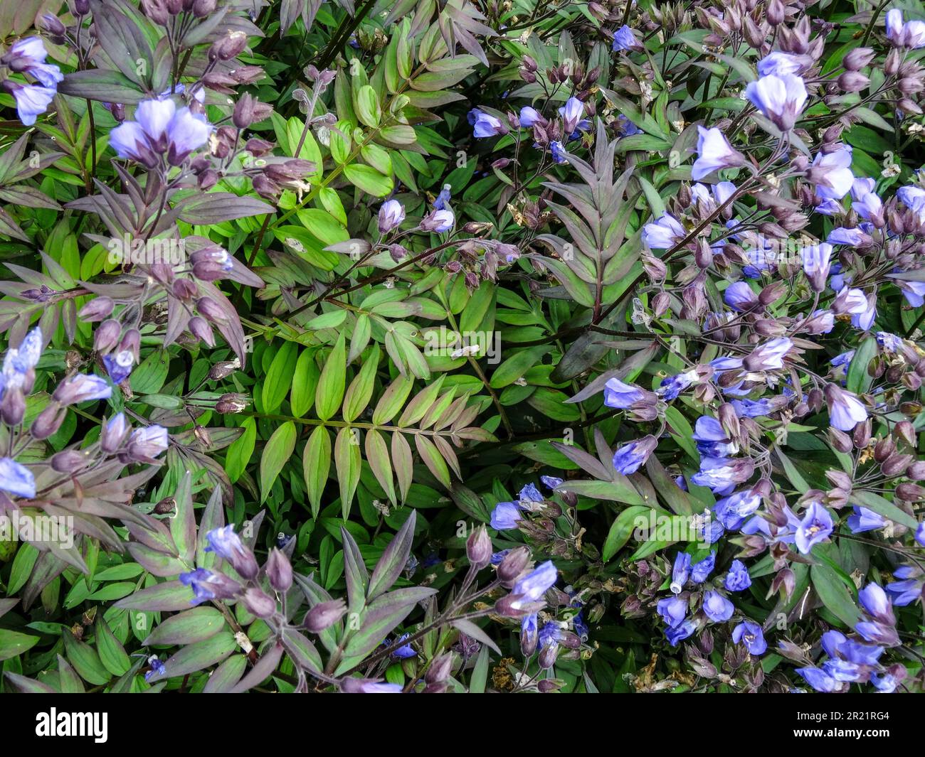 Cerrar retrato de planta de floración natural de Polemonium - olor del cielo Foto de stock