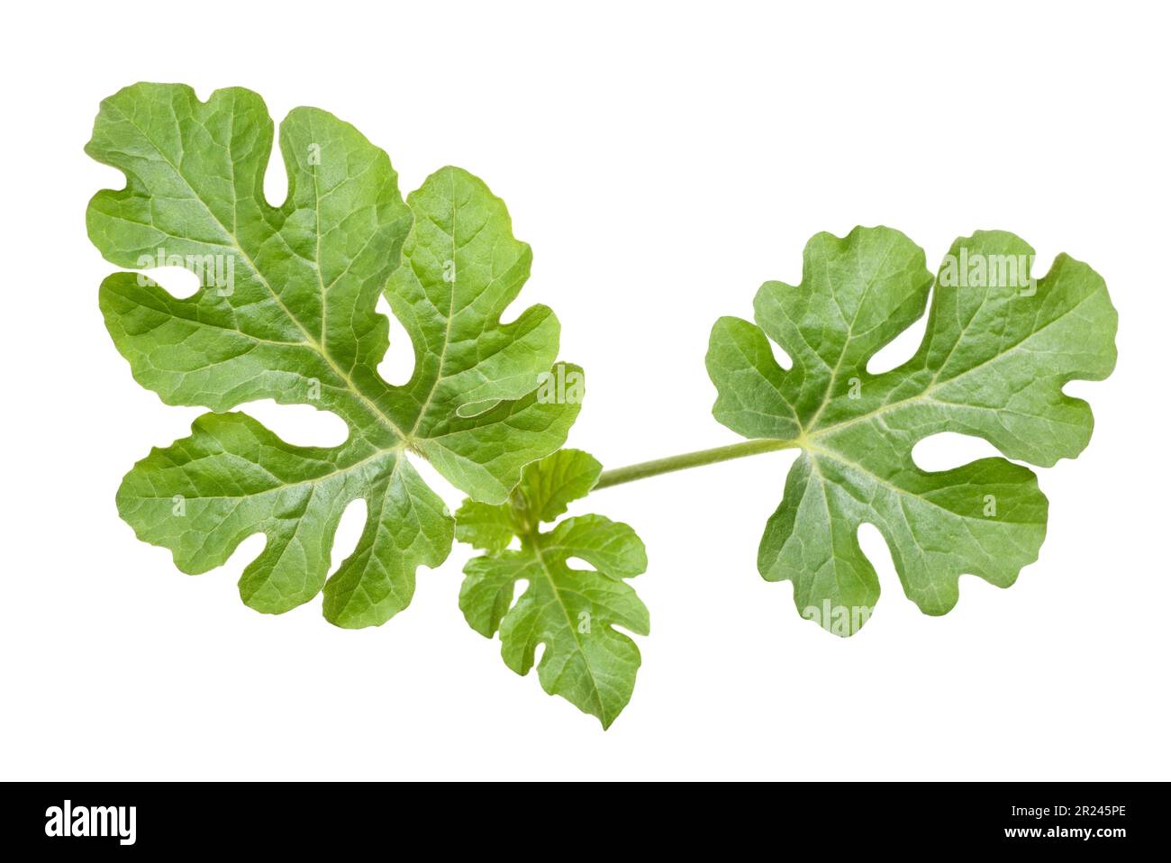 Planta de sandía aislada sobre fondo blanco Foto de stock