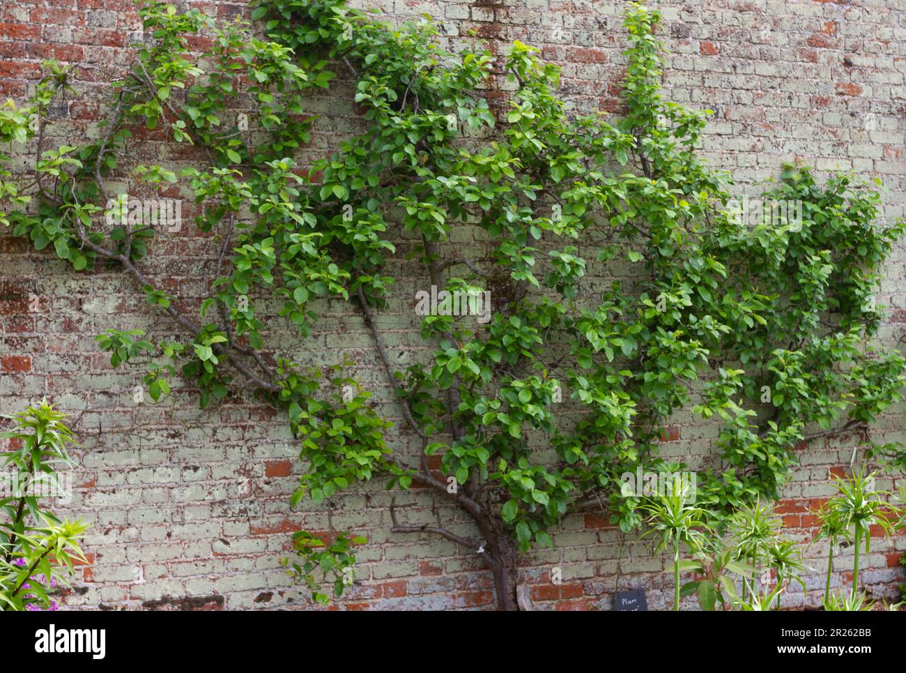 Árbol de ciruela Espaliered ' zar' que crece hasta un viejo muro de jardín. Helen Cowles/ Alamy Foto de stock