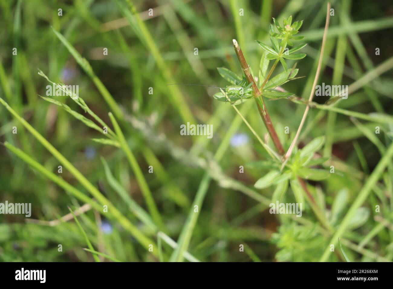 Joven gran verde Bush cricket en Meadow bedstraw Foto de stock