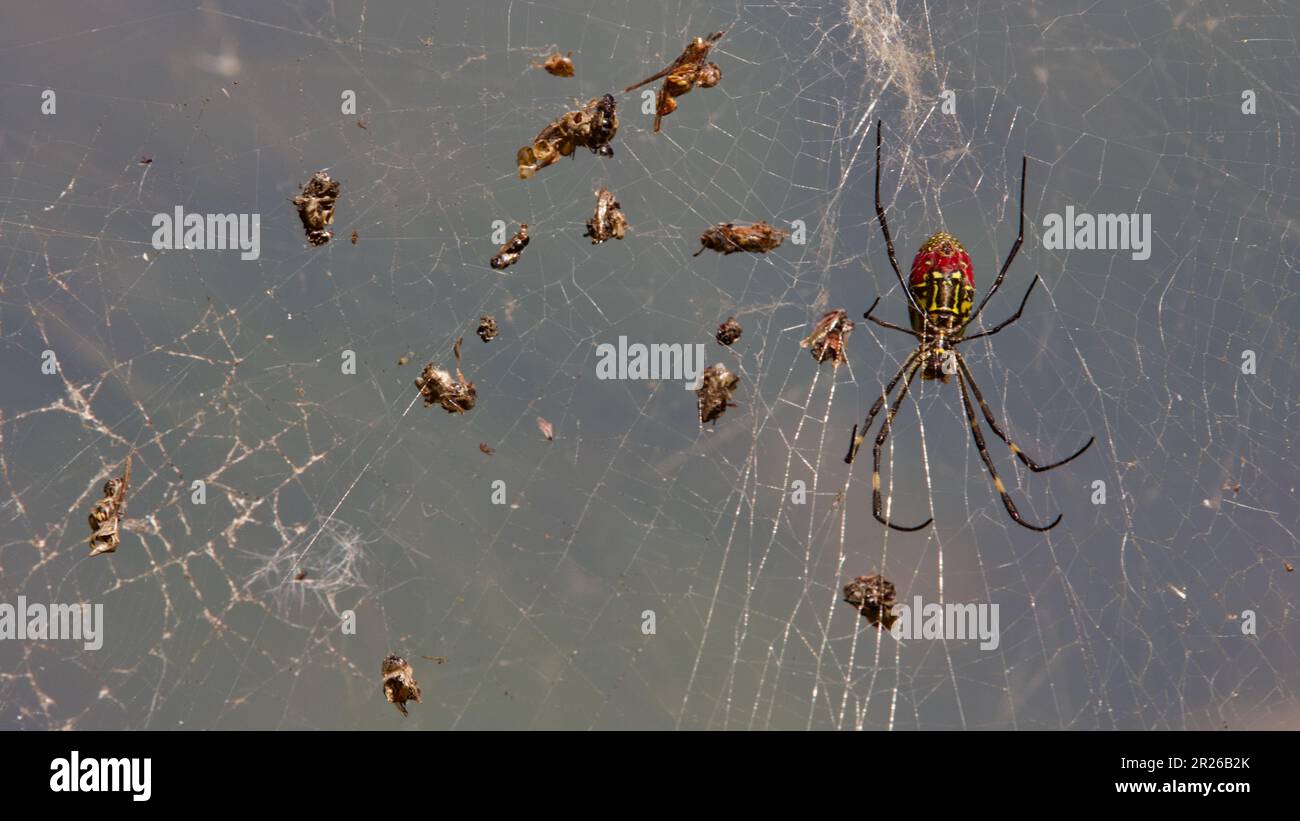 Asia Oriental Joro Spider caza en su web Foto de stock