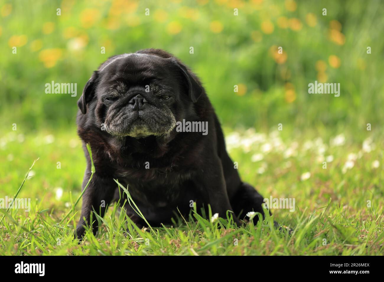Retrato al aire libre de un viejo perro negro pug con una expresión facial divertida, cómica o gruñón sentado en un jardín con fondo bokeh y espacio de copia Foto de stock