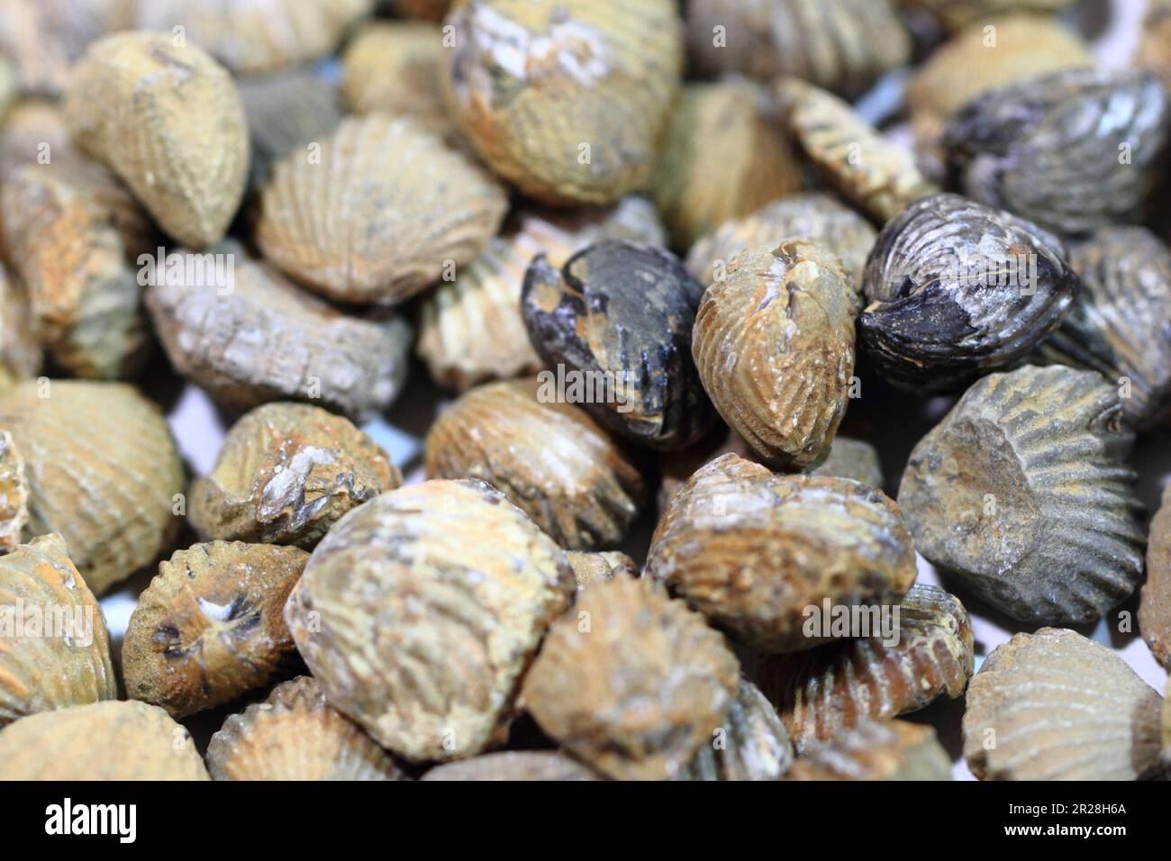 shell fosils colección como fondo natural agradable Foto de stock