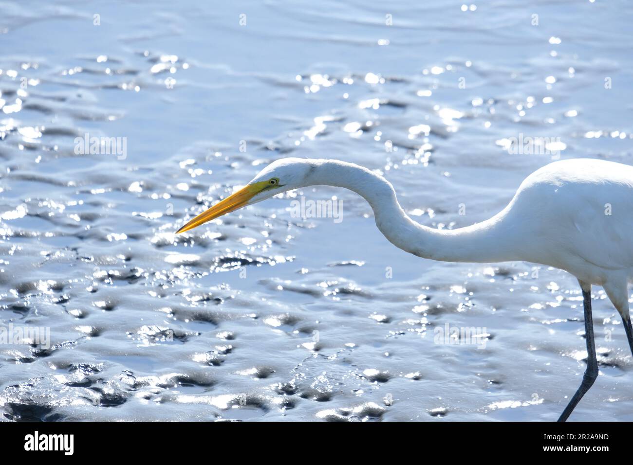 Pájaro de garza de pierna larga caza de presa de pie en el lago de agua. Pájaro de la garza mirando su caza en el agua. Pájaro en posición de caza. Foto de stock