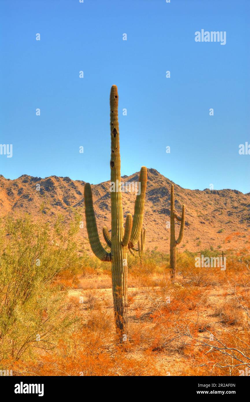 Cactus Saguaro en el invierno desierto de Arizona Fotografía de stock -  Alamy