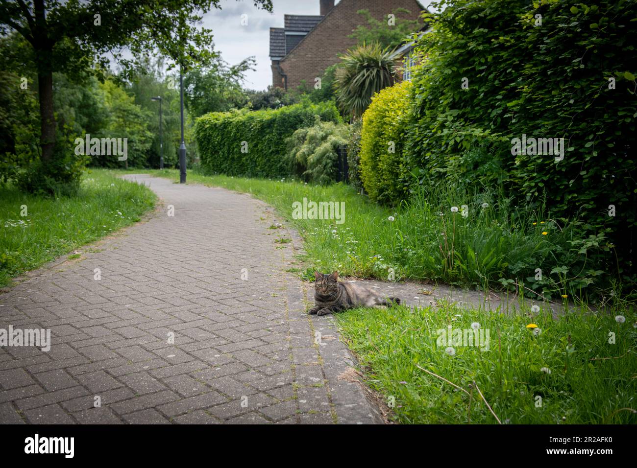 Harrow council está participando en NO MOW MAY, una iniciativa de Plantlife, en mayo de 2023. Un gato está posando en el camino mostrando la altura de la hierba. Foto de stock