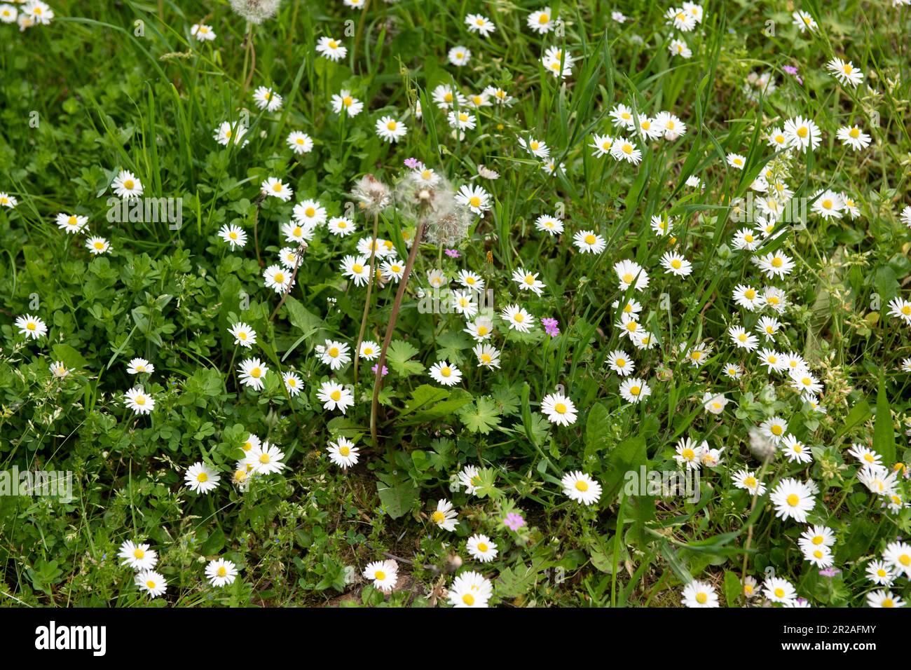 Harrow council participa en NOMOWMAY, una iniciativa Plantlife, en mayo de 2023. Rectory Lane Stanmore, Harrow. NO PUEDE HABER MOW Foto de stock