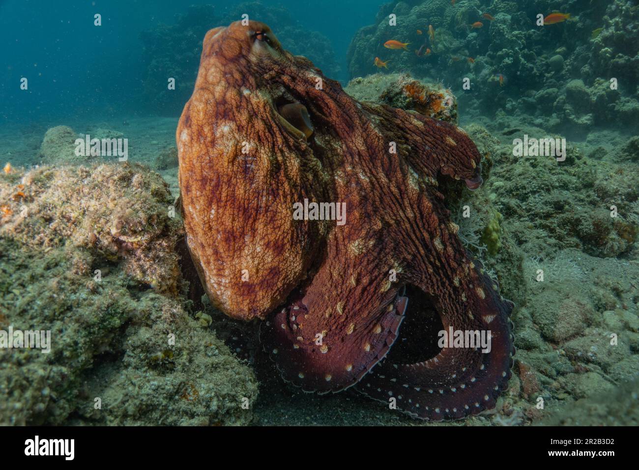 Pulpo rey de camuflaje en el Mar Rojo, Eilat Israel Foto de stock