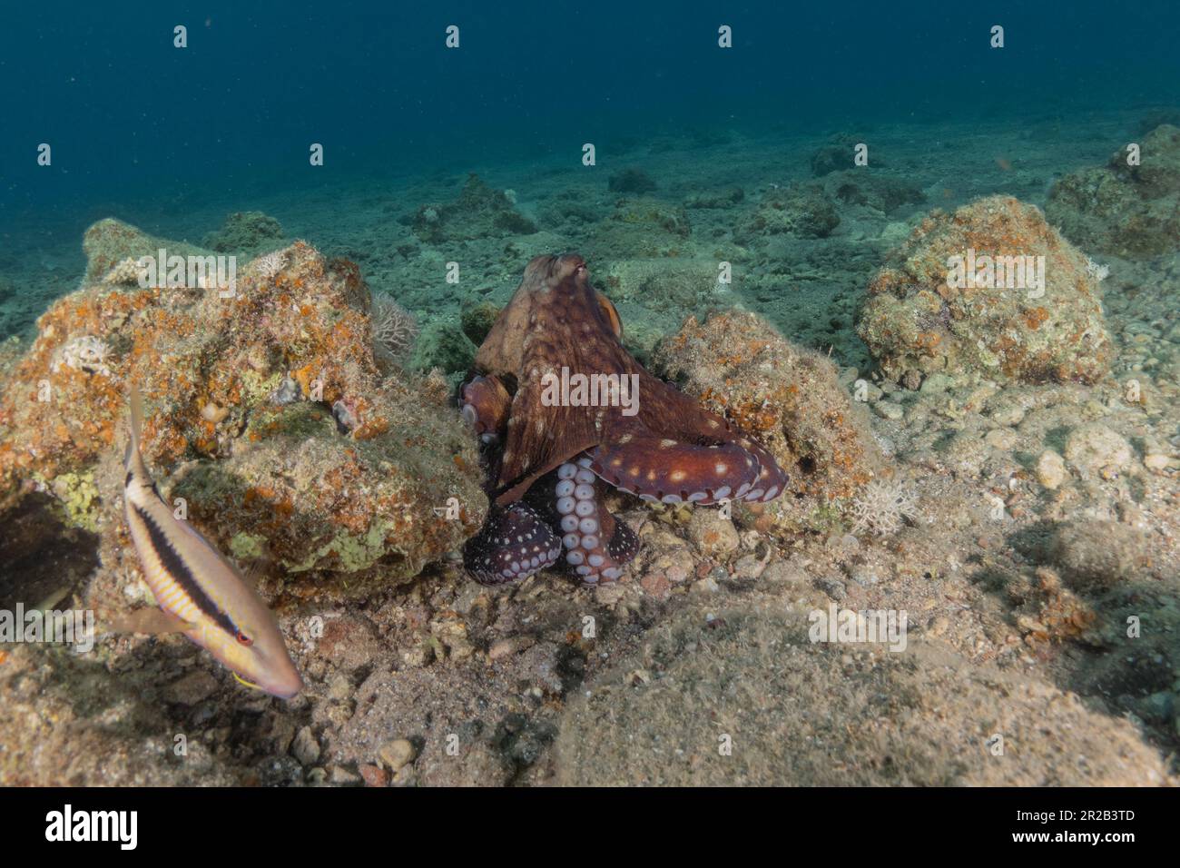 Pulpo rey de camuflaje en el Mar Rojo, Eilat Israel Foto de stock