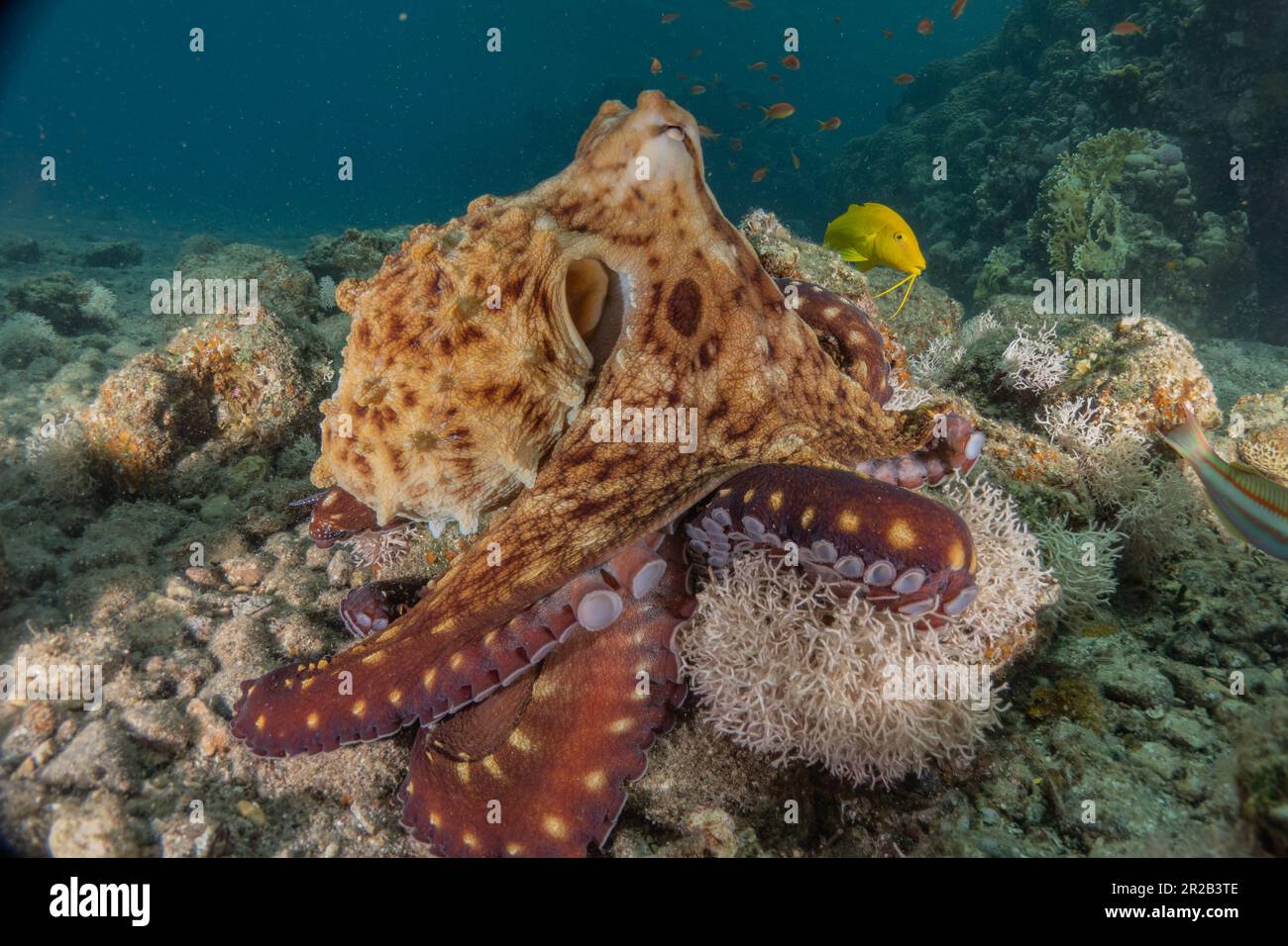 Pulpo rey de camuflaje en el Mar Rojo, Eilat Israel Foto de stock