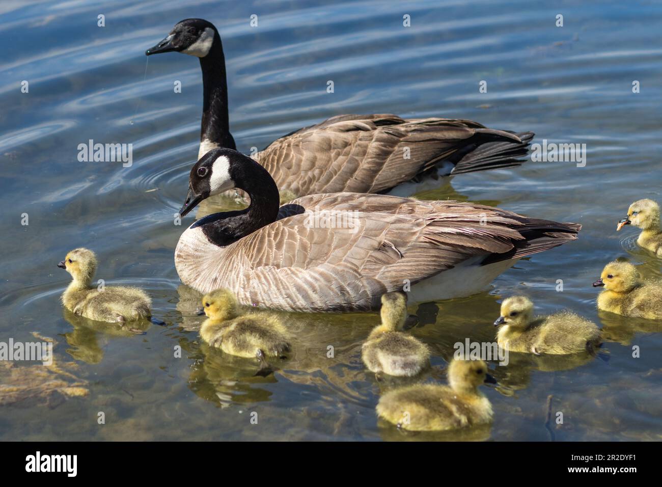Gansos de Canadá nadando con goslings. Yreka, California Foto de stock