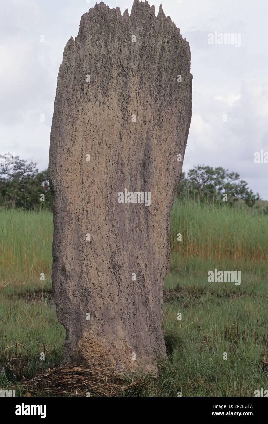 Amitermes meridionalis, comúnmente conocida como termita magnética o brújula  termita, es una especie de insecto eusocial de la familia Termitidae  Fotografía de stock - Alamy