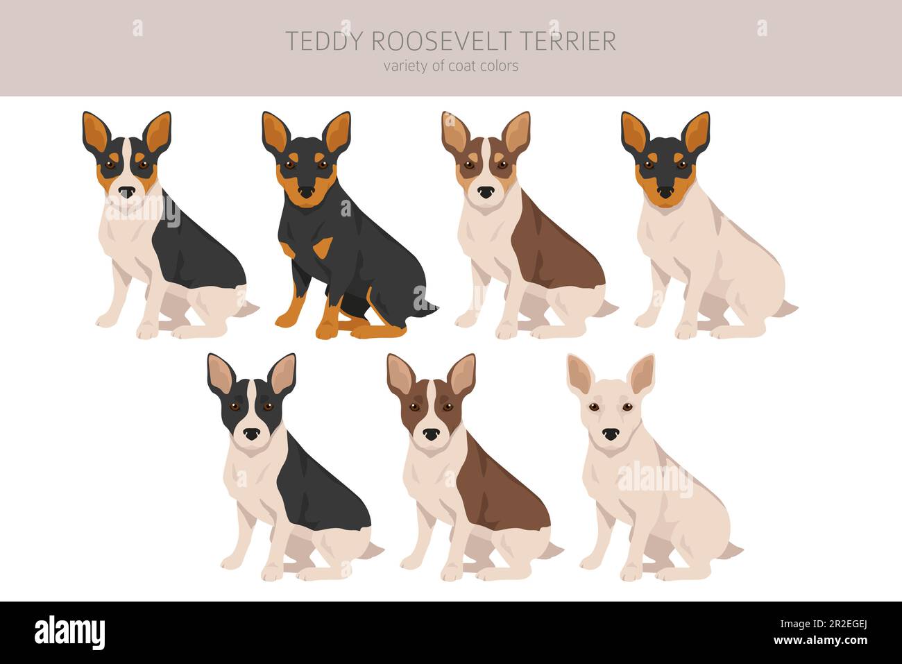 Teddy Roosevelt terrier clipart. Diferentes poses, juego de colores de capa. Ilustración vectorial Ilustración del Vector