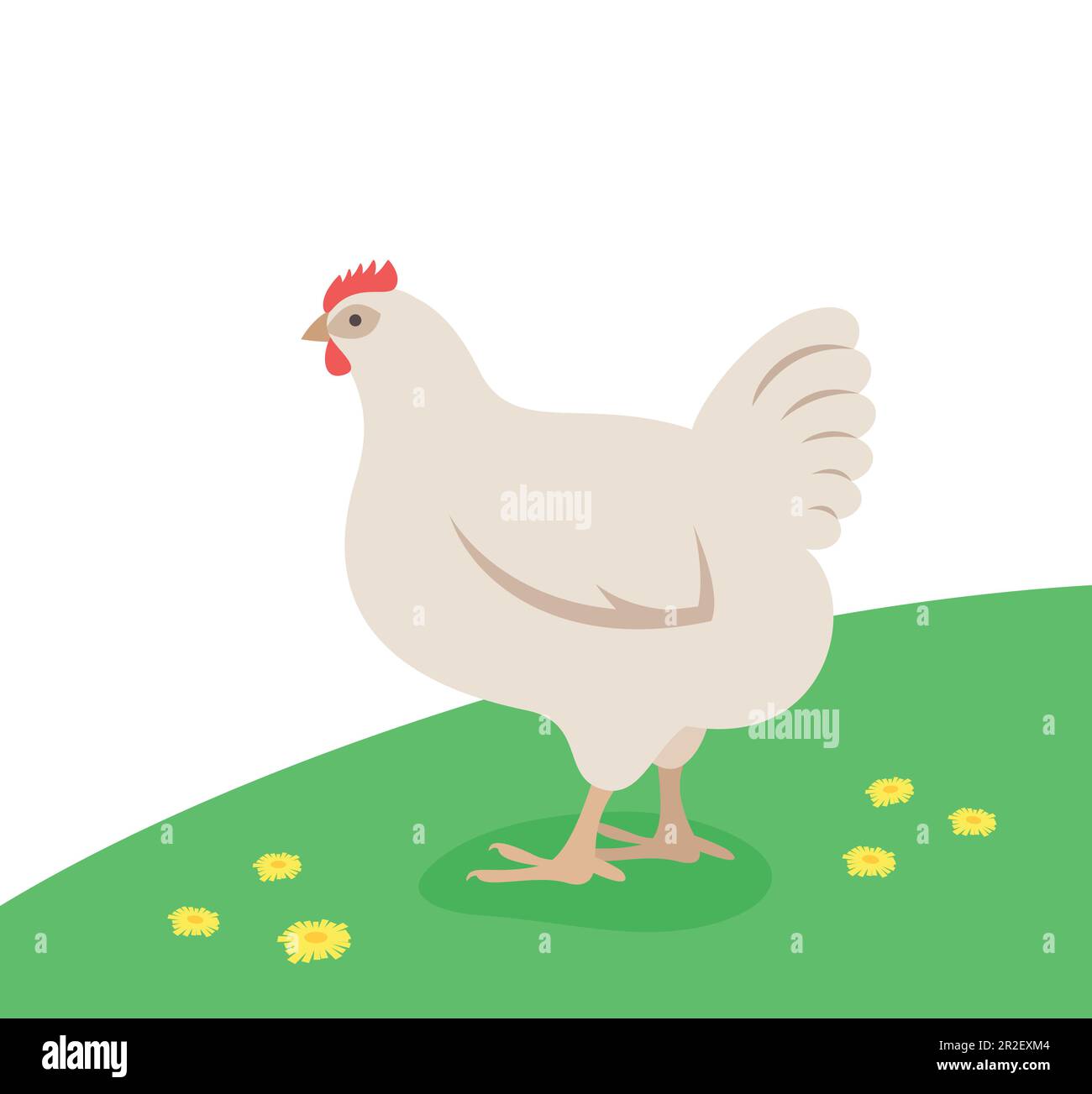 Pollo blanco de pie en la hierba verde. Aves de granja doméstica. Ilustración de dibujos animados plana de gallina. Spring meadow fondo Ilustración del Vector