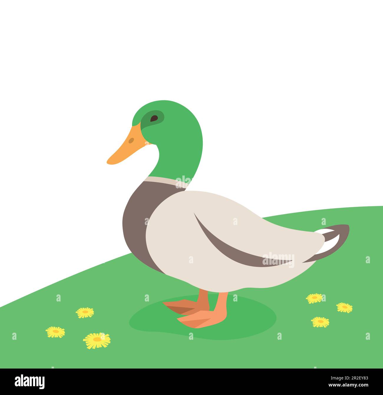 Drake, un pato macho de pie en la hierba verde. Aves de granja. Animales domésticos ilustración plana de dibujos animados. Spring meadow fondo Ilustración del Vector