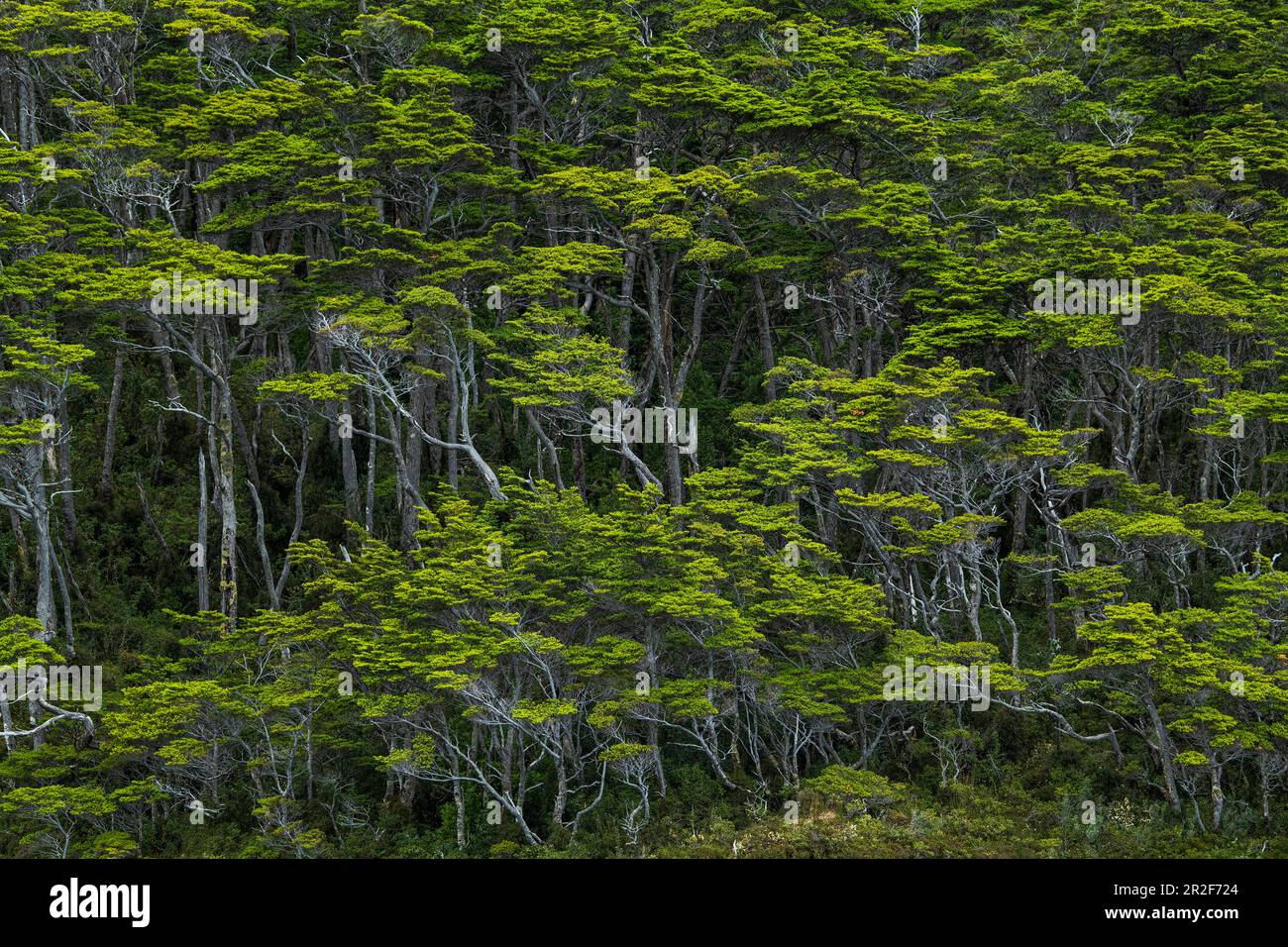 Detalle del típico bosque azotado por el viento que crece en las laderas  empinadas cerca del glaciar Garibaldi, cerca del Canal Beagle, Parque  Nacional Alberto de Agostini Fotografía de stock - Alamy