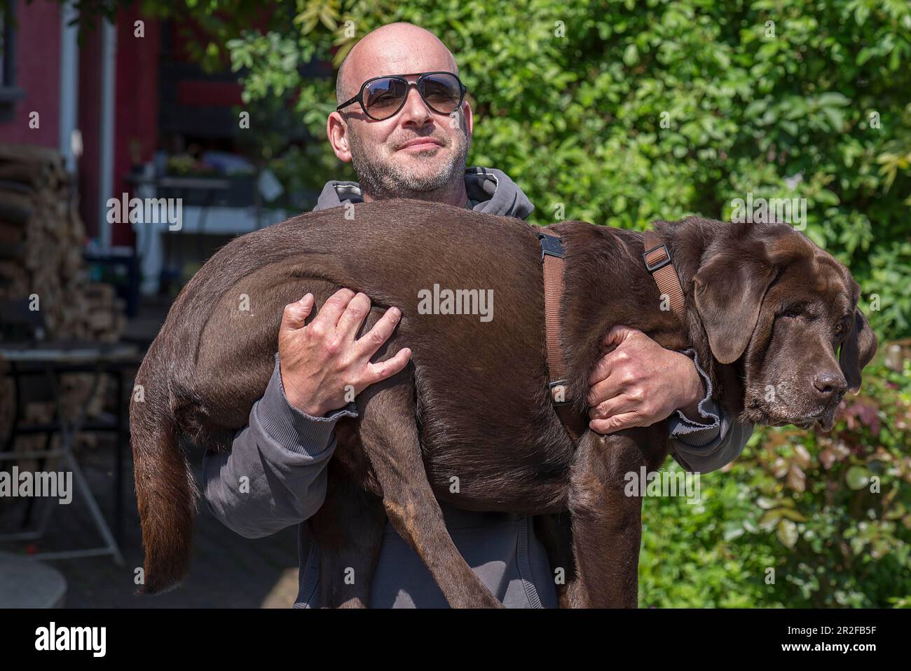 El Maestro lleva a su Labrador enfermo, Baden-Wuerttemberg, Alemania Foto de stock