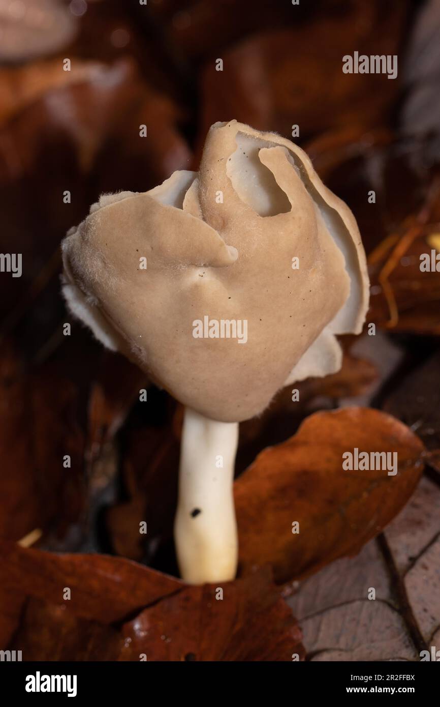 Cuerpo fructífero de la silla de montar morel con el tallo blanco leche y las partes de la cabeza marrón-nuez delante de las hojas marrones del otoño Foto de stock