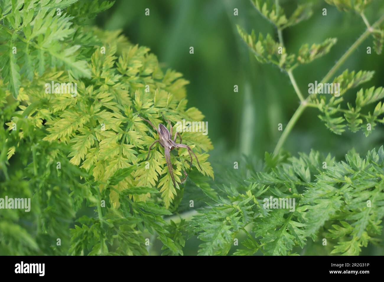 La araña de tela de vivero se cuela en Scale Insect Foto de stock