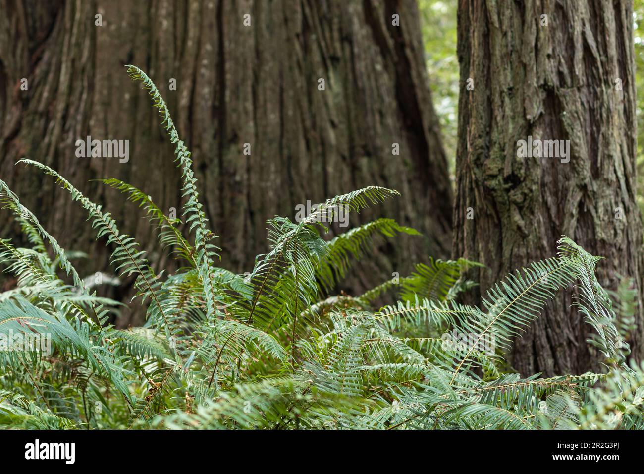 Árboles de secuoya, Lady Bird Johnson Grove en el Parque Nacional de secuoya. California, Orick Foto de stock