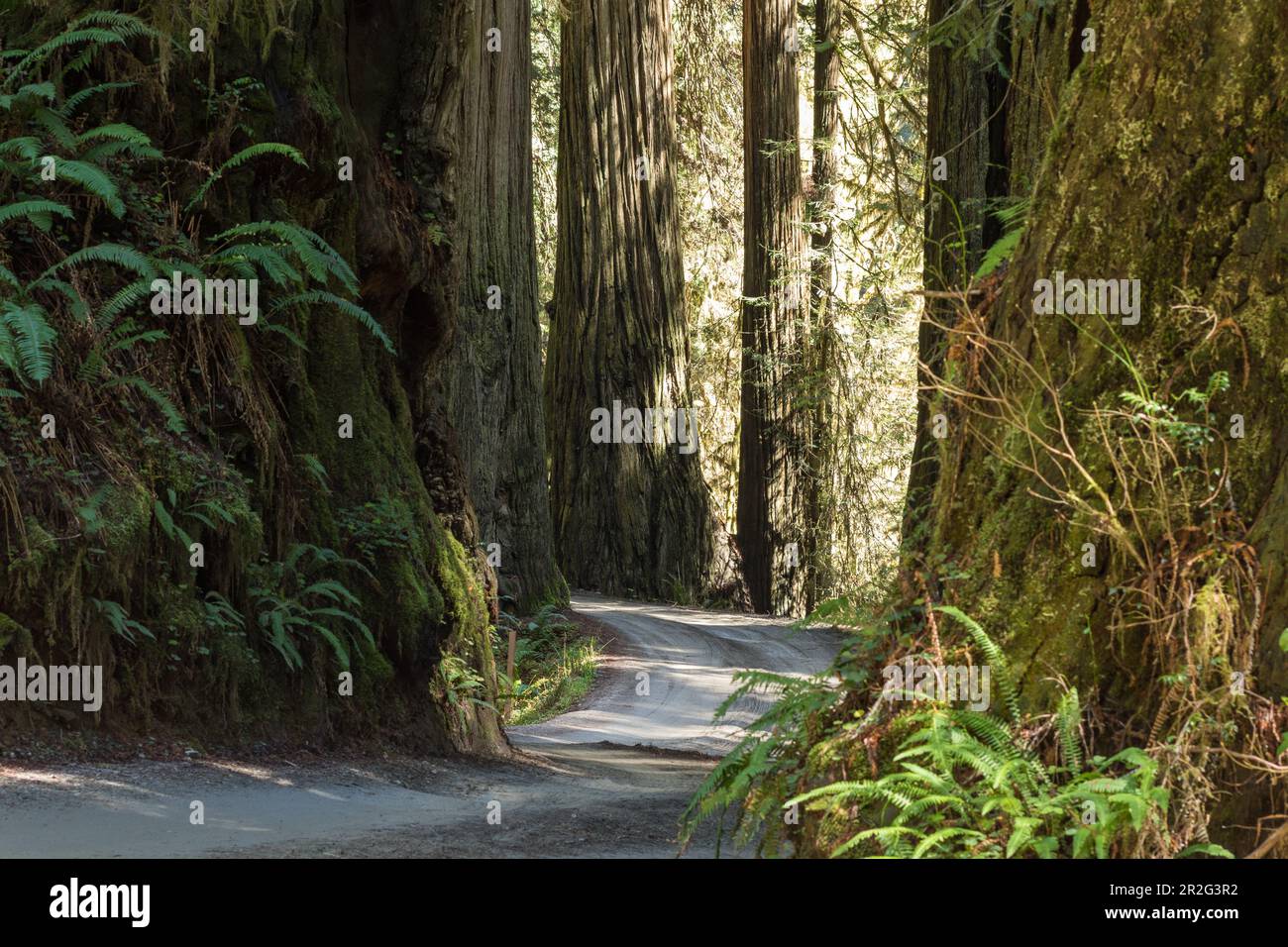 Redwood Trees, Jedediah Smith Redwoods State Park. California, Crescent City Foto de stock