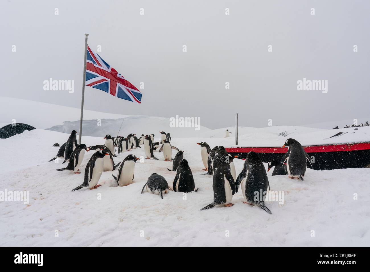 Pingüinos Gentoo (Pygoscelis papua), Base Antártica Británica de Port Lockroy, Isla de Wiencke, Antártida, Regiones polares Foto de stock