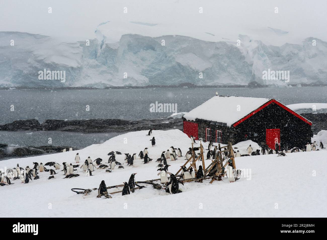 Pingüinos Gentoo (Pygoscelis papua), Base Antártica Británica de Port Lockroy, Isla de Wiencke, Antártida, Regiones polares Foto de stock