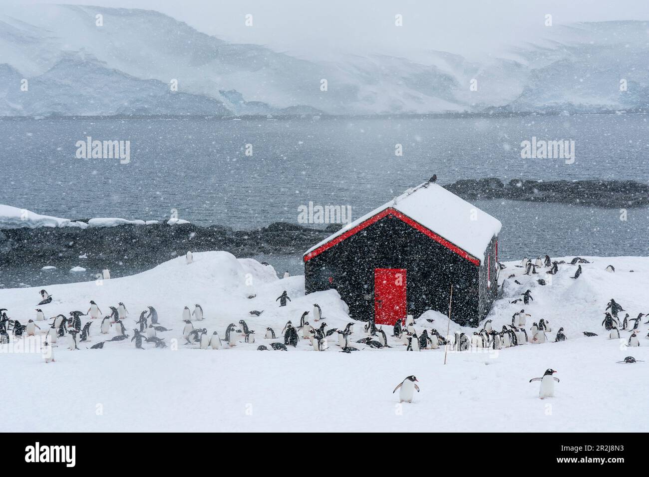 Pingüinos Gentoo (Pygoscelis papua), Base Antártica Británica de Port Lockroy, Isla de Wiencke, Antártida, Regiones polares Foto de stock