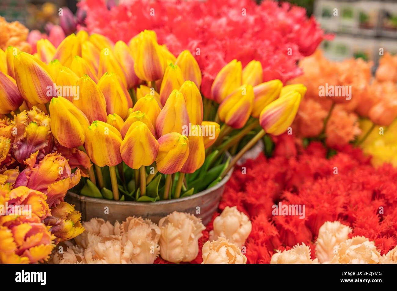 Tulipanes en el mercado de flores en el Singel, Amsterdam, Benelux, Benelux Estados, Holanda Septentrional, Noord-Holland, Países Bajos Foto de stock