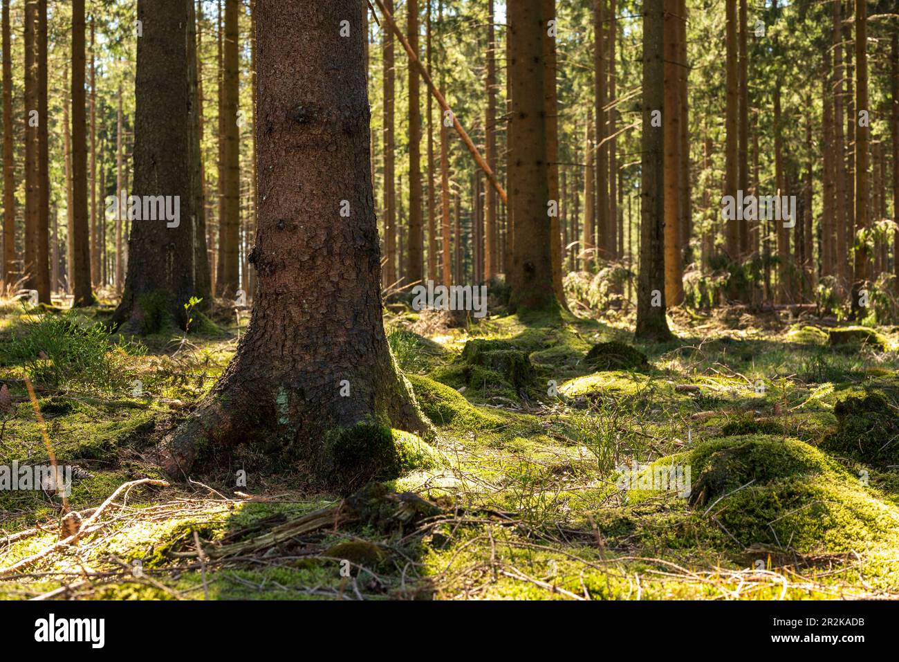 Hermosa luz entre los troncos de abetos y abetos en un bosque de coníferas en la meseta de pantanos levantados 'Mörth', Schieder-Schwalenberg, Alemania Foto de stock