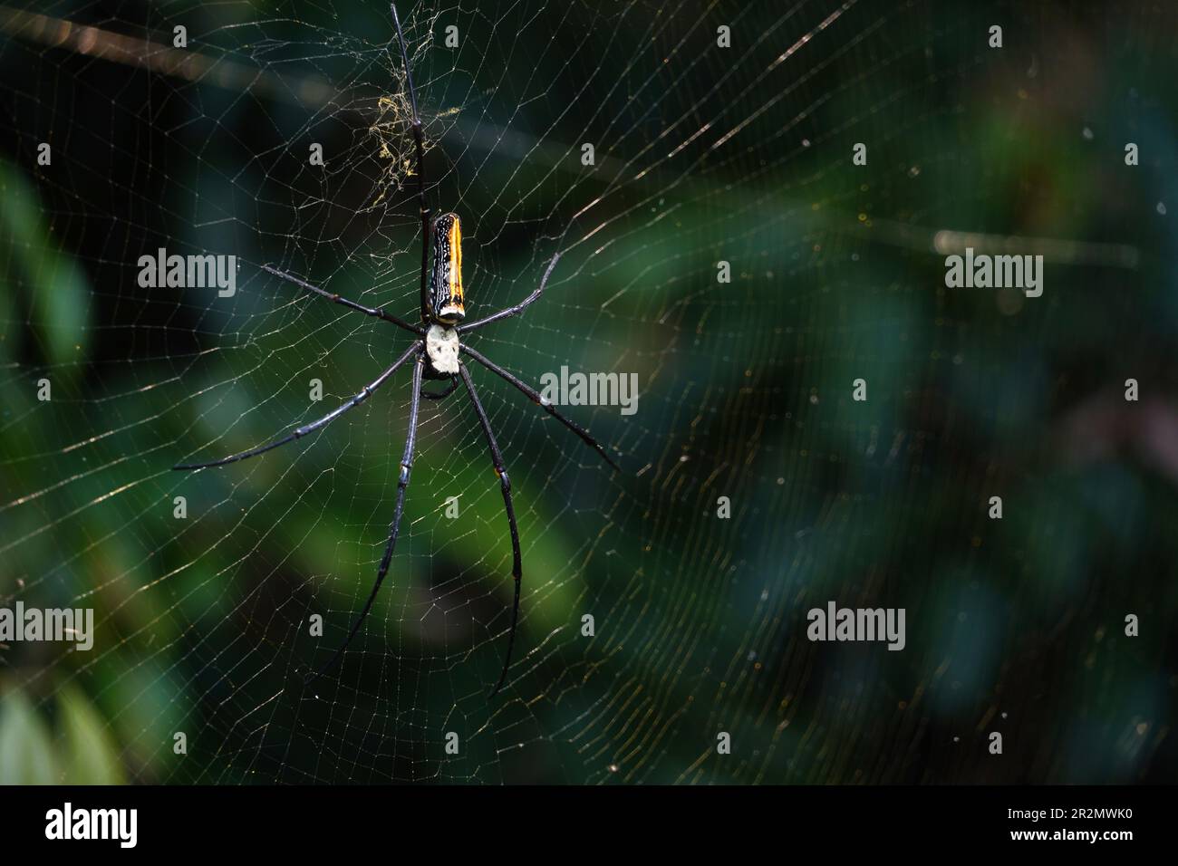 Araña grande y web grande, espacio para el texto Foto de stock