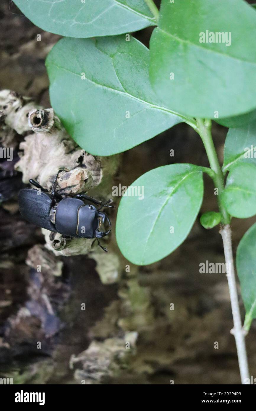 Small Stag Beetle Balanza en un viejo tronco de árbol Foto de stock
