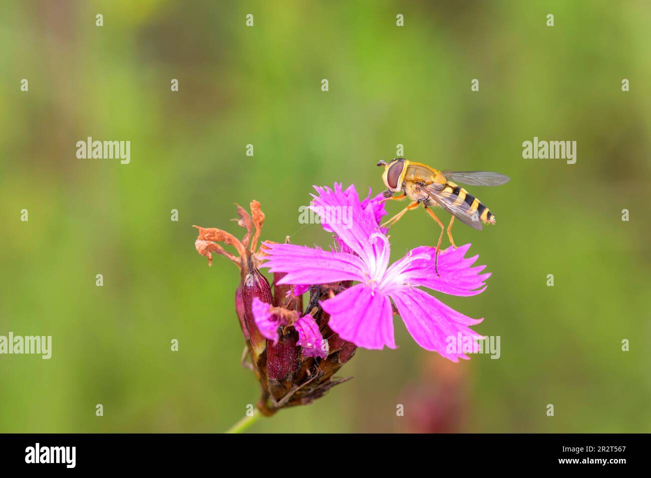 Syrphus ribesii - mosca que descansa en rosa cartuja - Dianthus carthusianorum Foto de stock