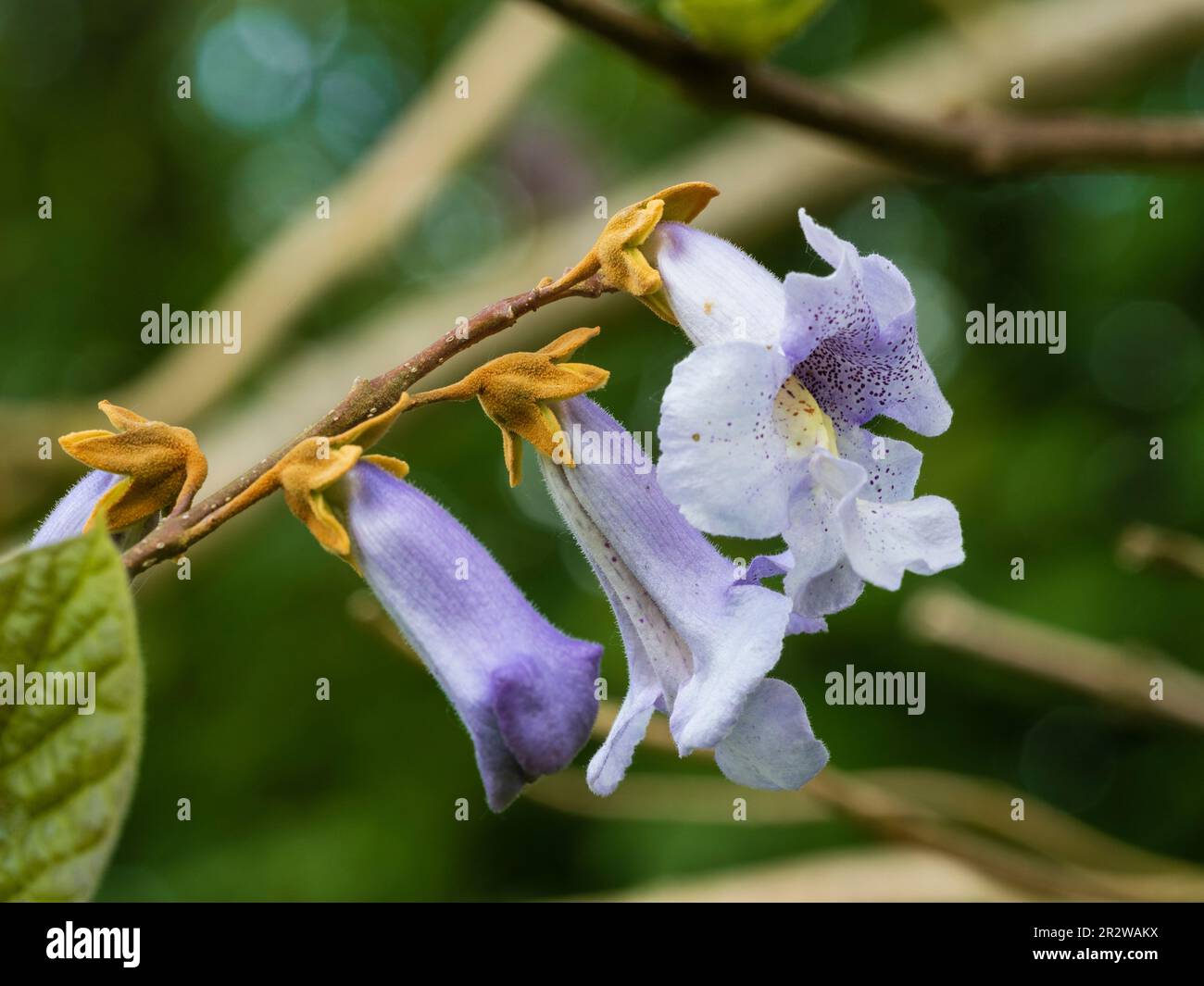 Flores de finales de primavera manchadas azules del árbol de dragón de zafiro caducifolio de rápido crecimiento, Paulownia kawakamii Foto de stock