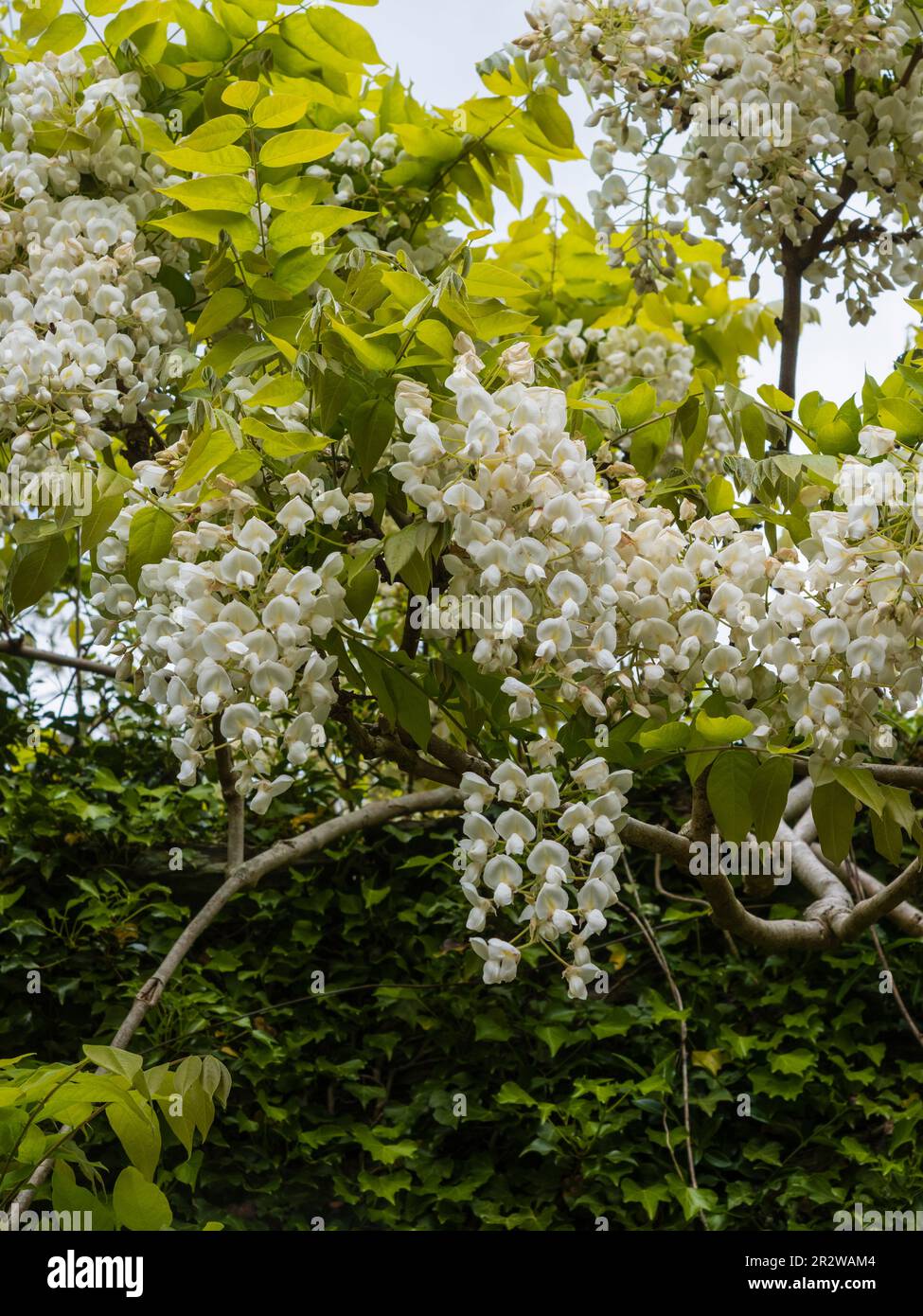 Flores blancas del escalador resistente, leñoso, caducifolio, Wisteria venusta 'Alba' Foto de stock