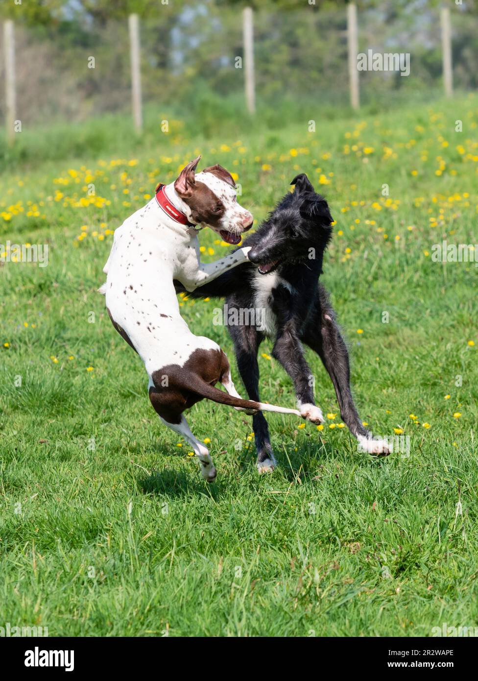 Narla, un Dalmation x Bull Terrier, y Sampson, un deerhound x greyhound, juegan a pelear en un prado del Reino Unido Foto de stock