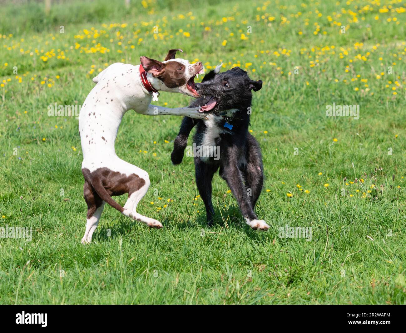 Narla, un Dalmation x Bull Terrier, y Sampson, un deerhound x greyhound, juegan a pelear en un prado del Reino Unido Foto de stock