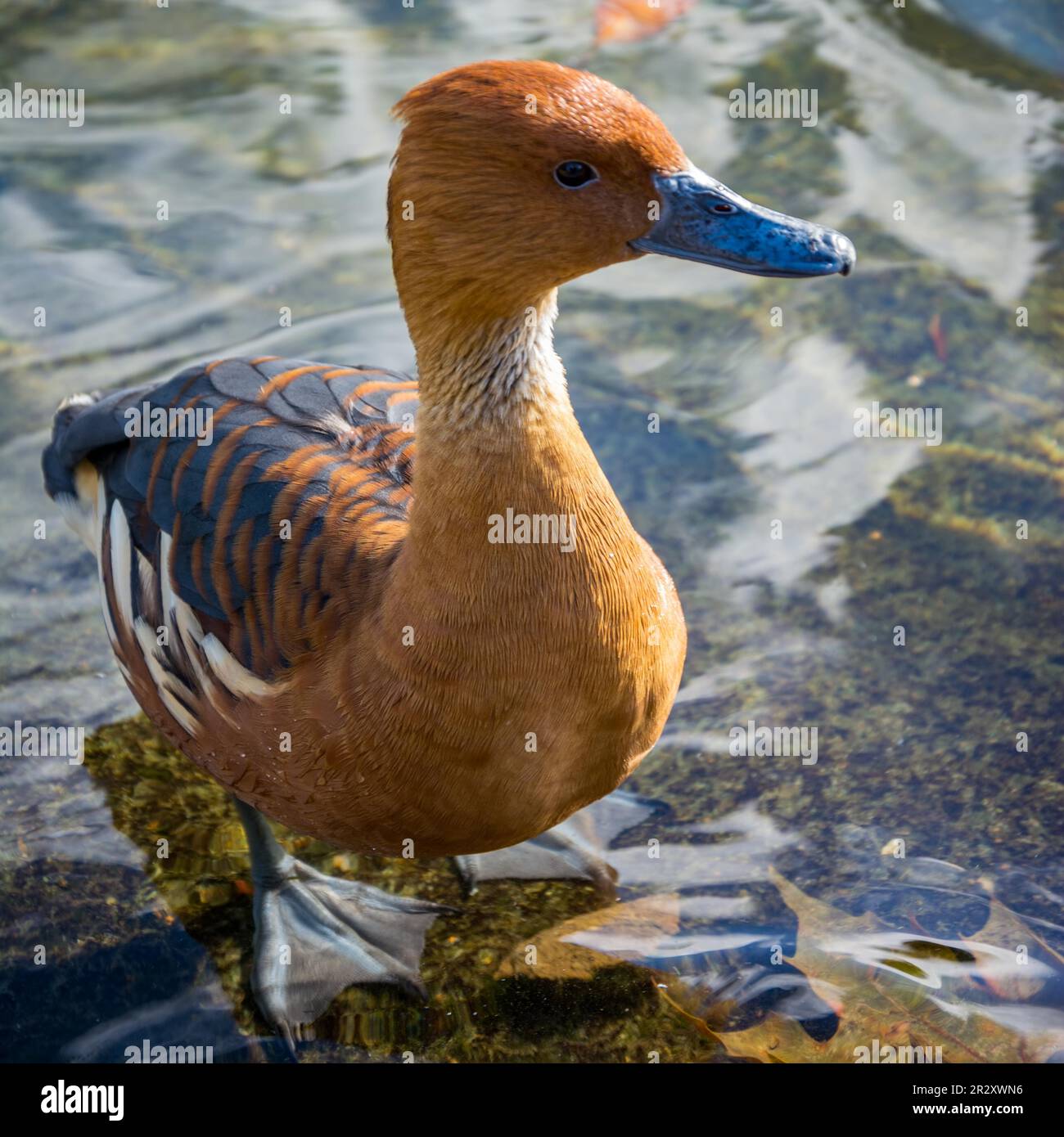 Fulvous Duck (Dendrocygna bicolor) al borde del lago Foto de stock