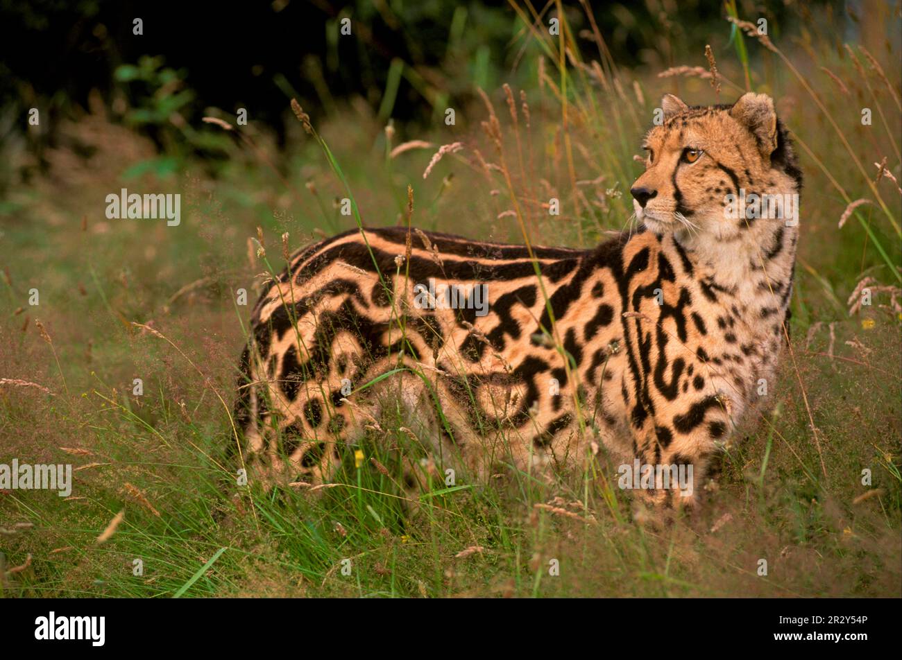 Guepardo, guepardos, grandes felinos, depredadores, mamíferos, Animales, guepardo (S) (Acunoyx jubatus) &quot Foto de stock